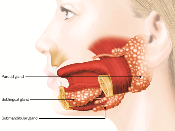 why-do-we-need-saliva-san-jose-dental-health-care-san-jose-dentist